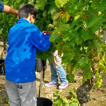 Centre de vacances Adrien Roche | Séjours vacances enfants et ados Vendanges