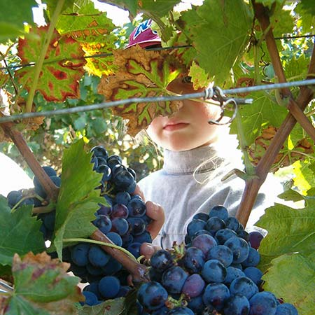 Centre de vacances Adrien Roche | Classes découverte Vendanges